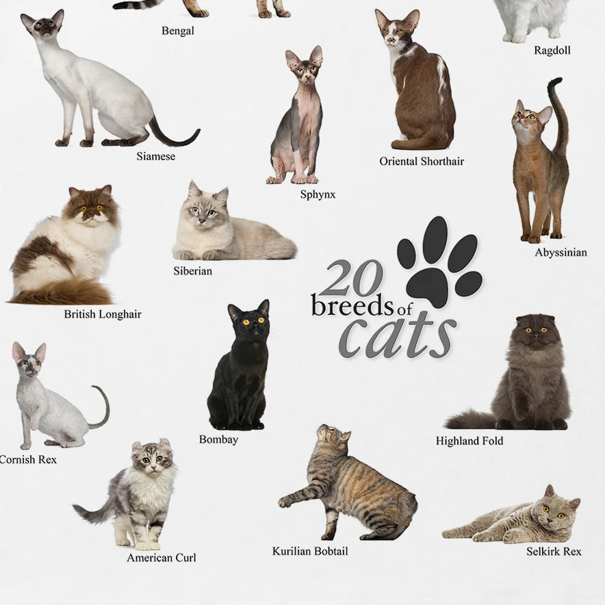 Cats Breeds Info Graphic T-Shirt